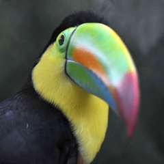 Blockworks Alternative OST1 - Toucan if you try