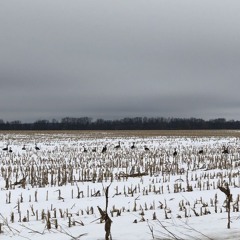 Michigan - Daniel Pishock - Copyright 2008