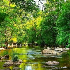 I_Am_A_Tree_With_Roots 🌸🌱🌷 Soy_ Como_ Árbol_ Junto _Al _Rio..🌹🌱🌺