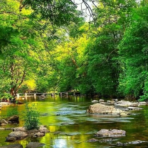 I_Am_A_Tree_With_Roots 🌸🌱🌷 Soy_ Como_ Árbol_ Junto _Al _Rio..🌹🌱🌺