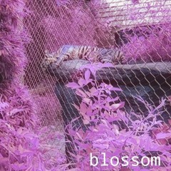 blossom