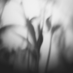 09.20. shadows