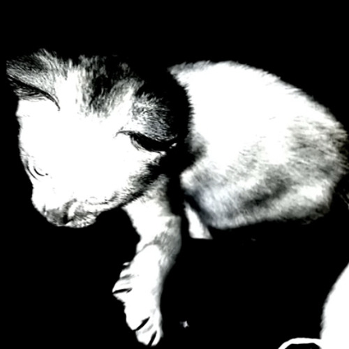 NOIR X PK $TEEZI X WALT3R