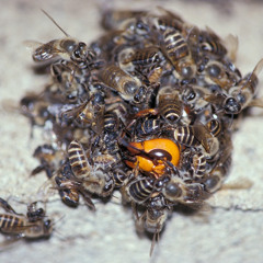 HONEYBEES (FREE)