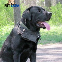 Cane Corso Dog Breed  History Personality Grooming