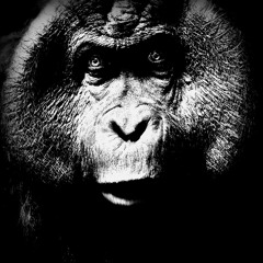 King Louie (Pay's & Borka's Psychedelic Experience Edit) - Klaus Havenstein