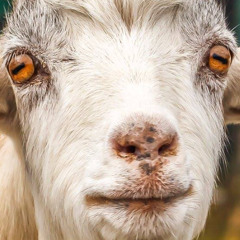 BAAA