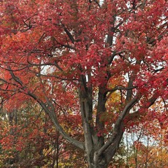 litter bug (sk8miles)