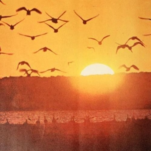 See Dee - Cure