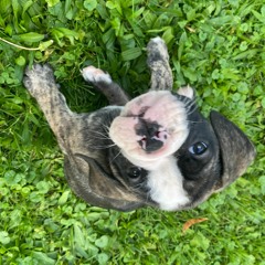 david prince of vampires