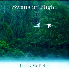 Swans in Flight