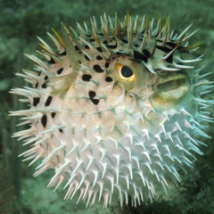 fugu
