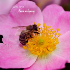 Bees In Spring