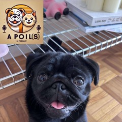 A Poil(s) - Épisode 2 - Paprika & Chloé