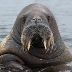 I Am The Walrus / The Beatles Cover