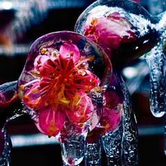 Winter's Bloom feat. love-sadKID