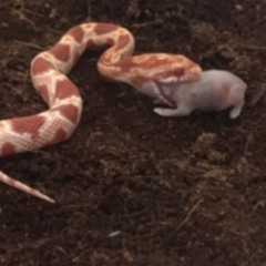 guns are black and dangerous as hell