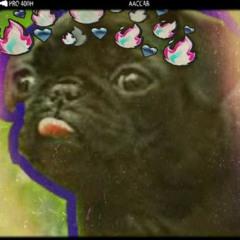 Pug