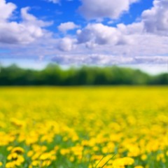 YellowBlossomField(Scrne3)