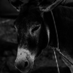 twrlz - ASS (free DL)