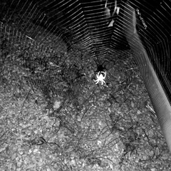 Spiders Web