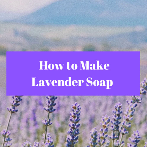 Making Lavender Soap