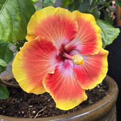 LET IT BLOOM