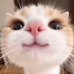 NYANtastic♡demo♡