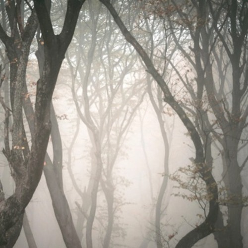 Screemboi JAKUB X Lizard Club - Poplar Forest
