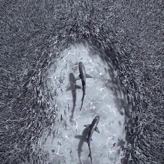 trappz - sharkylife