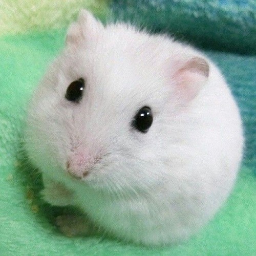 Crossing the Line - Tangled the Series