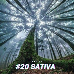 #20 sativa