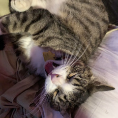 DiamondonmydwitoutHiC