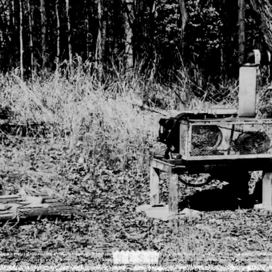 dom p showers(feat. Bones)