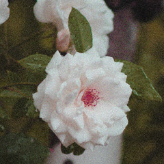 The Majestical Walentine Mix | HarviDholi