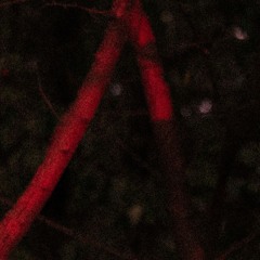 Salix