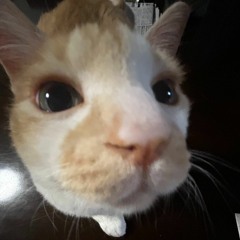 ぽわぽわにゃんゴロゴロ.mp3