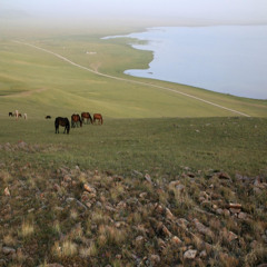 The windswept horses of the Kyrgyz steppe