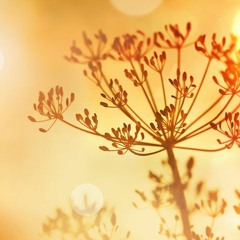 Poema2(Royalty Free Music)