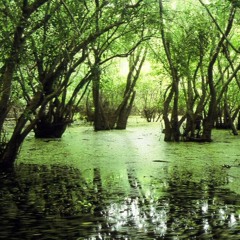 UAD7 Swamp