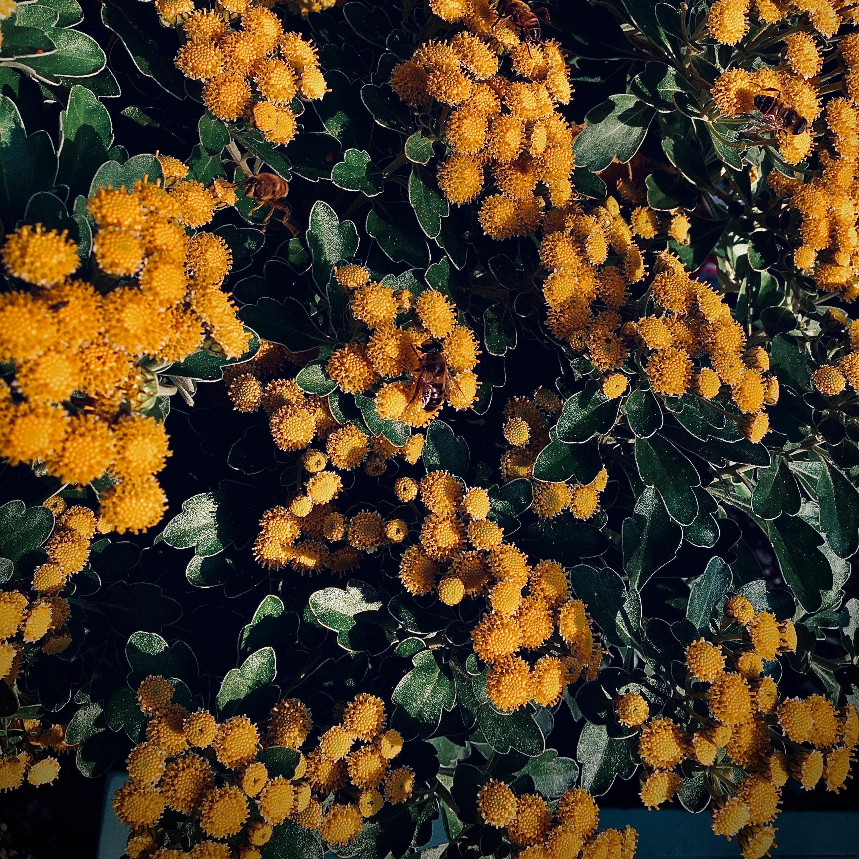 oilcolor