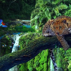 In The Jungle