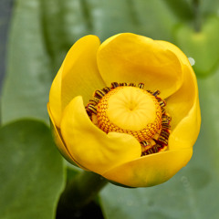 Pond Lily