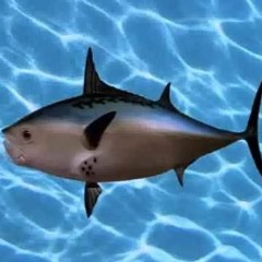 PESCE D'APRILE - ERNELIO X EIEL X URSOBAKA X GREED X MASTAITAN