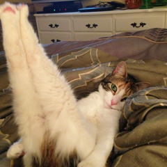 Ride for Me Devita (short cover)