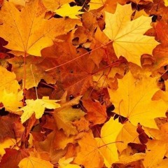 Une Feuille d'Automne