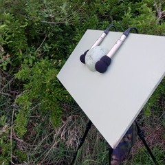 Thrush Nightingale at midnight