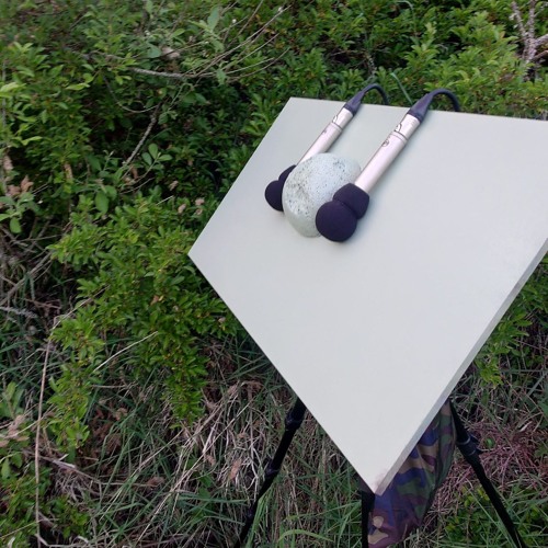 Thrush Nightingale at midnight