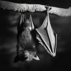 Nocturnal Hunger