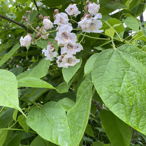 7 Weeks & 3 Days - Sped up intro loop